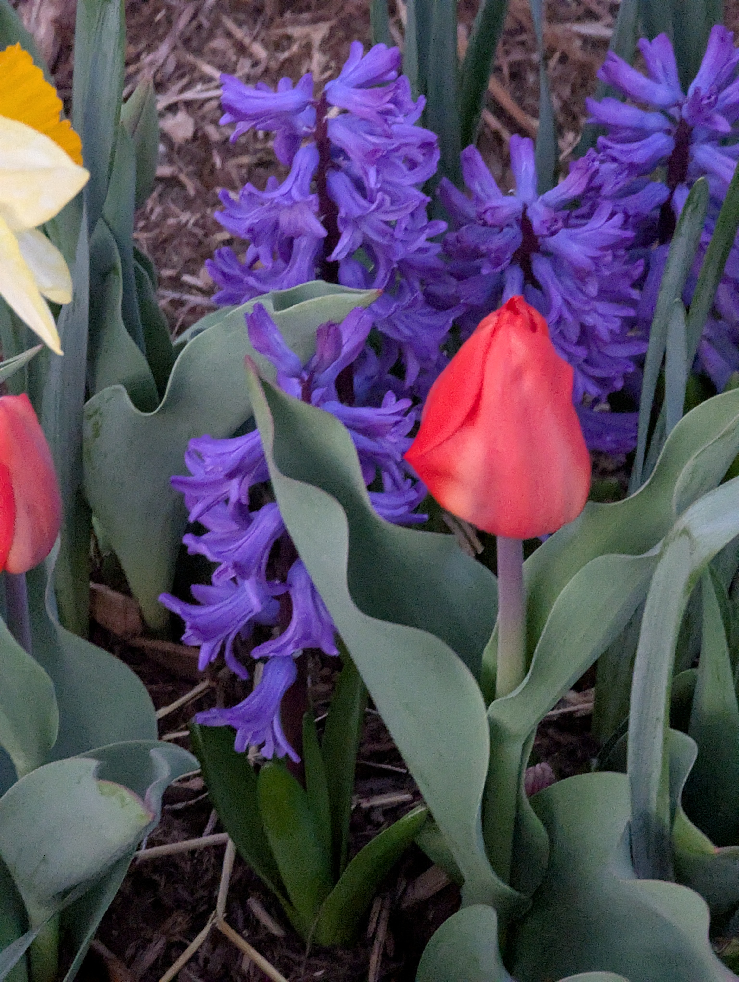 Hyacinth, Daffodils, Tulips, Morrison, Colorado